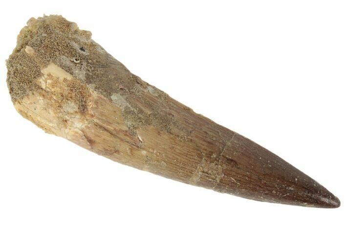 Large, Spinosaurus Tooth - Real Dinosaur Tooth #194300